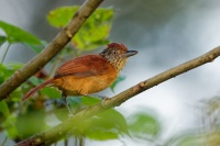 Mravencik zebrovity - Thamnophilus doliatus - Barred Antshrike o2224